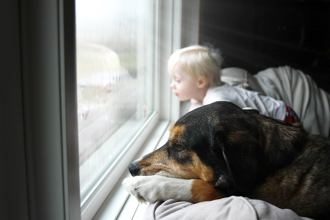Little boy and dog looking out the window