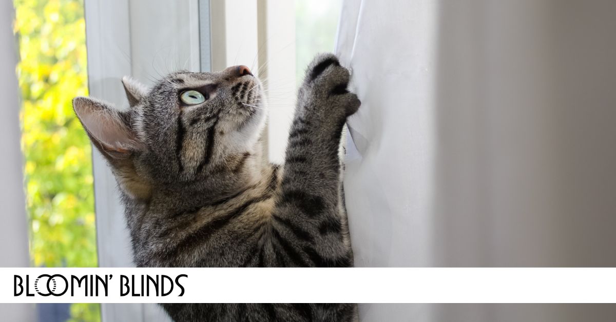 cat climbing on blinds